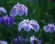 花しょうぶ