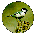 シジュウカラ