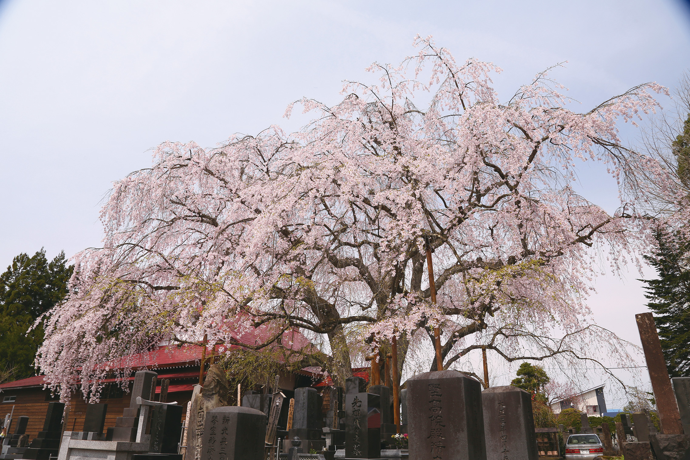 萬松寺の大きなシダレザクラ