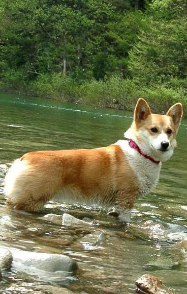 写真：浅瀬に入りこちらを見る迷い犬