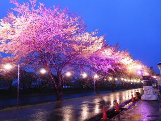 桜のライトアップショーの写真