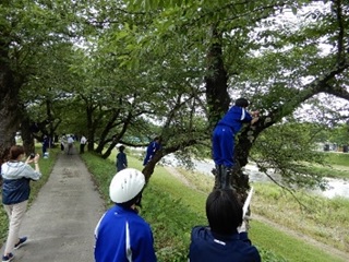 桜保全活動を行っている様子