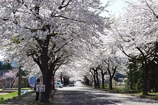 桜アーチ街道
