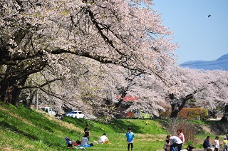 斉内川堤の桜並木