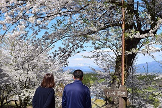 なかせん桜まつり