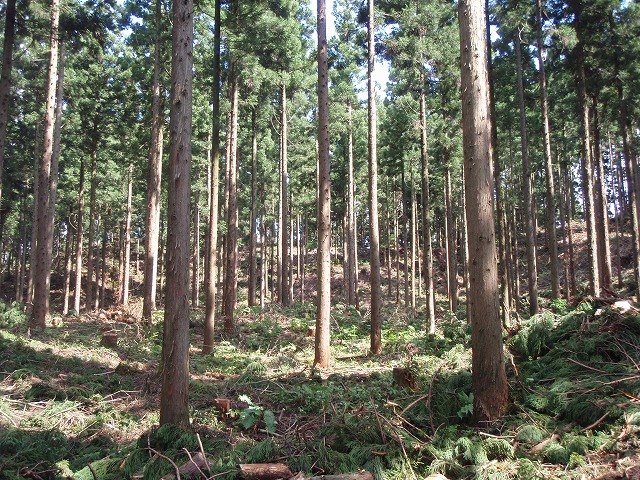 杉林2