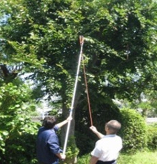 枝切ばさみでの剪定、作業員２人が専用の長いハサミで枝を切っている