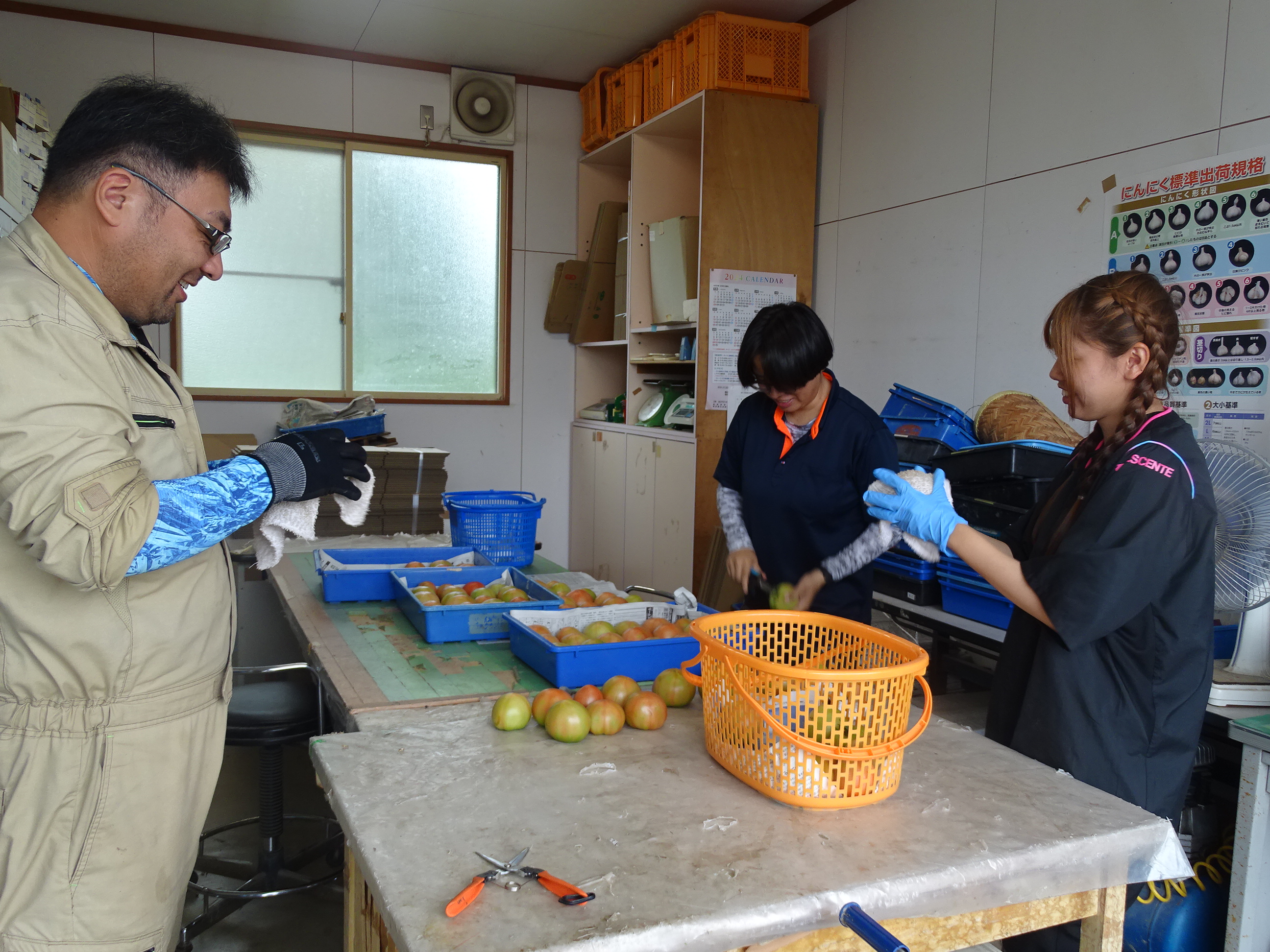 収穫した野菜を綺麗に磨く様子