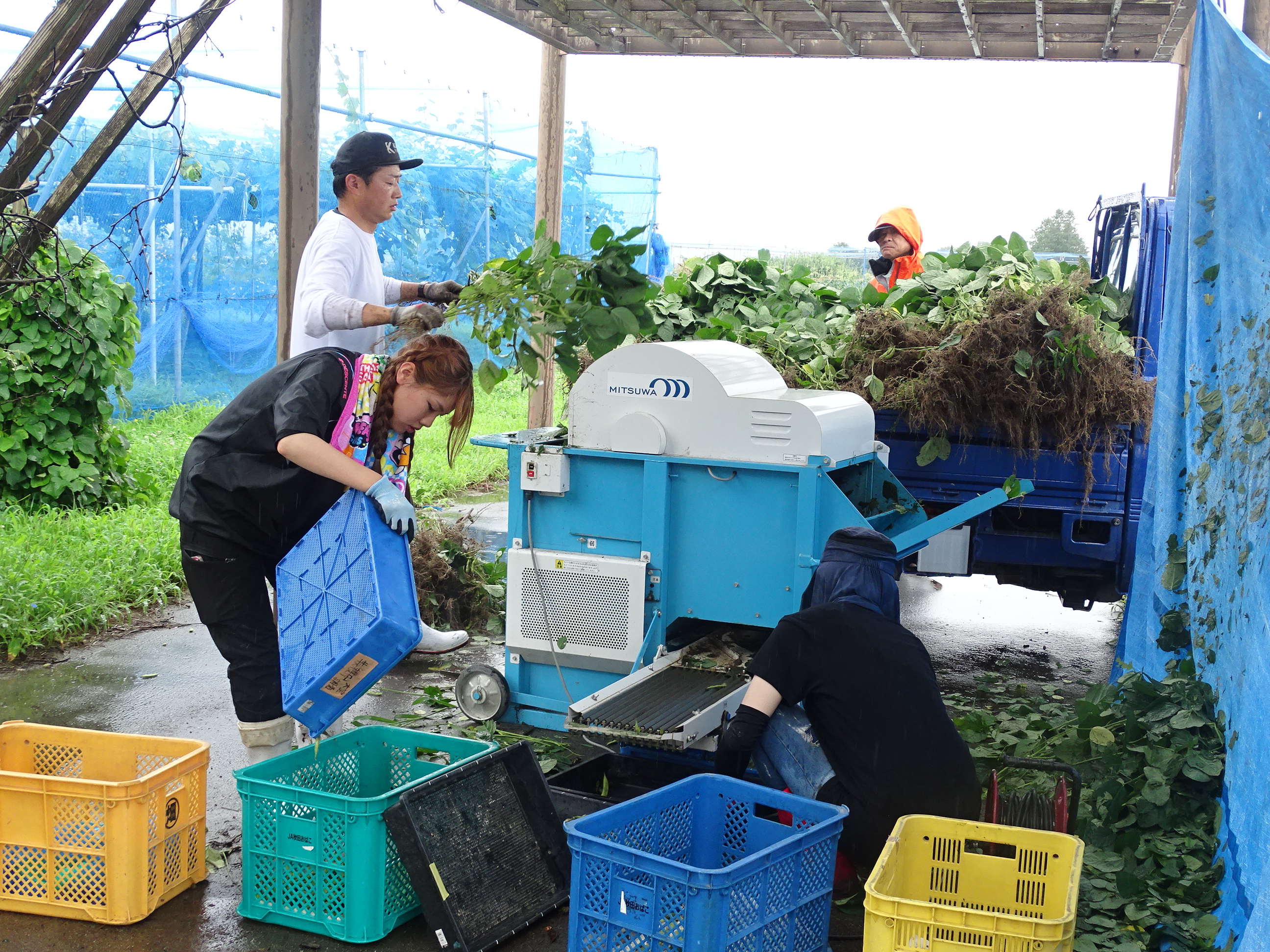 枝豆を機械に入れ実を取る様子03