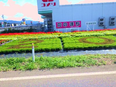 9月3日の花壇2