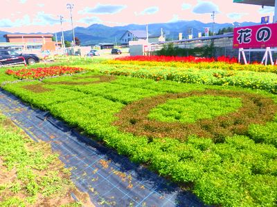 9月3日の花壇3