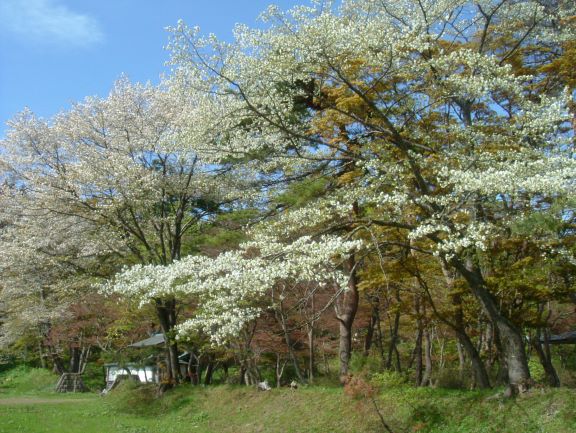 外周部に咲く桜