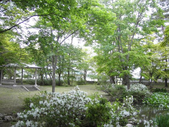 庭園内を彩る白ツツジ