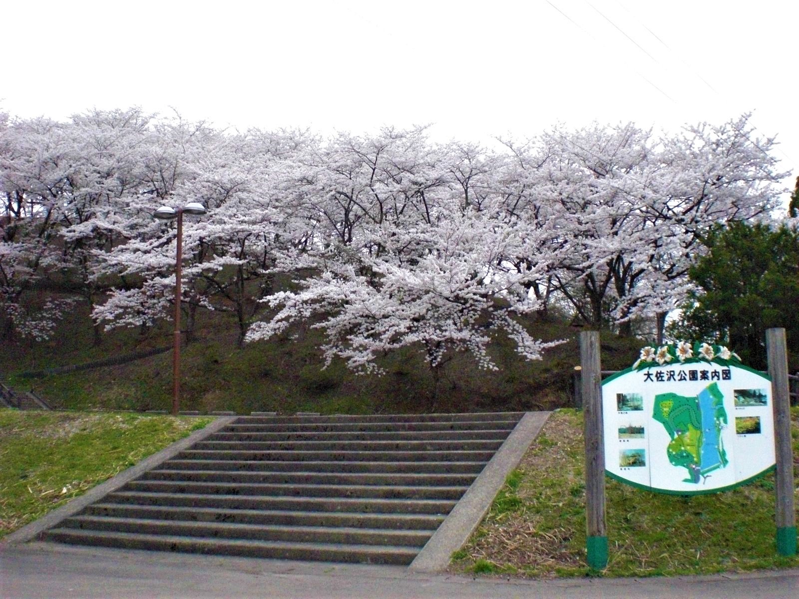 桜と案内看板