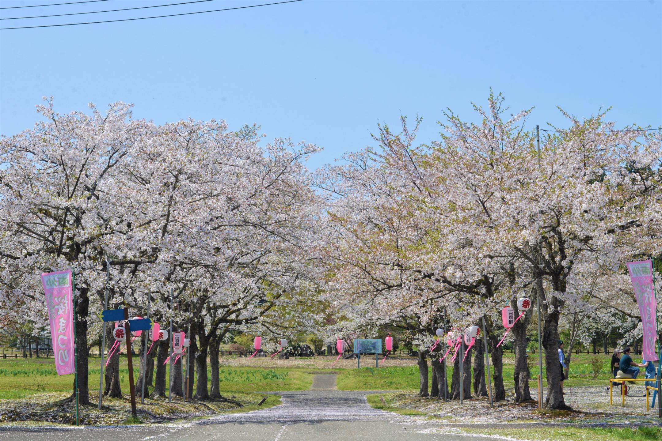 桜並木