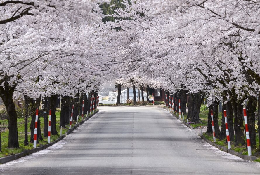 八乙女公園・斉内川河川敷・桜アーチ街道の写真