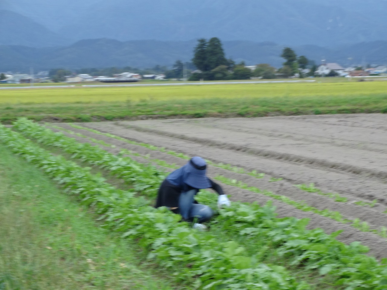 大根の間引きをしている様子
