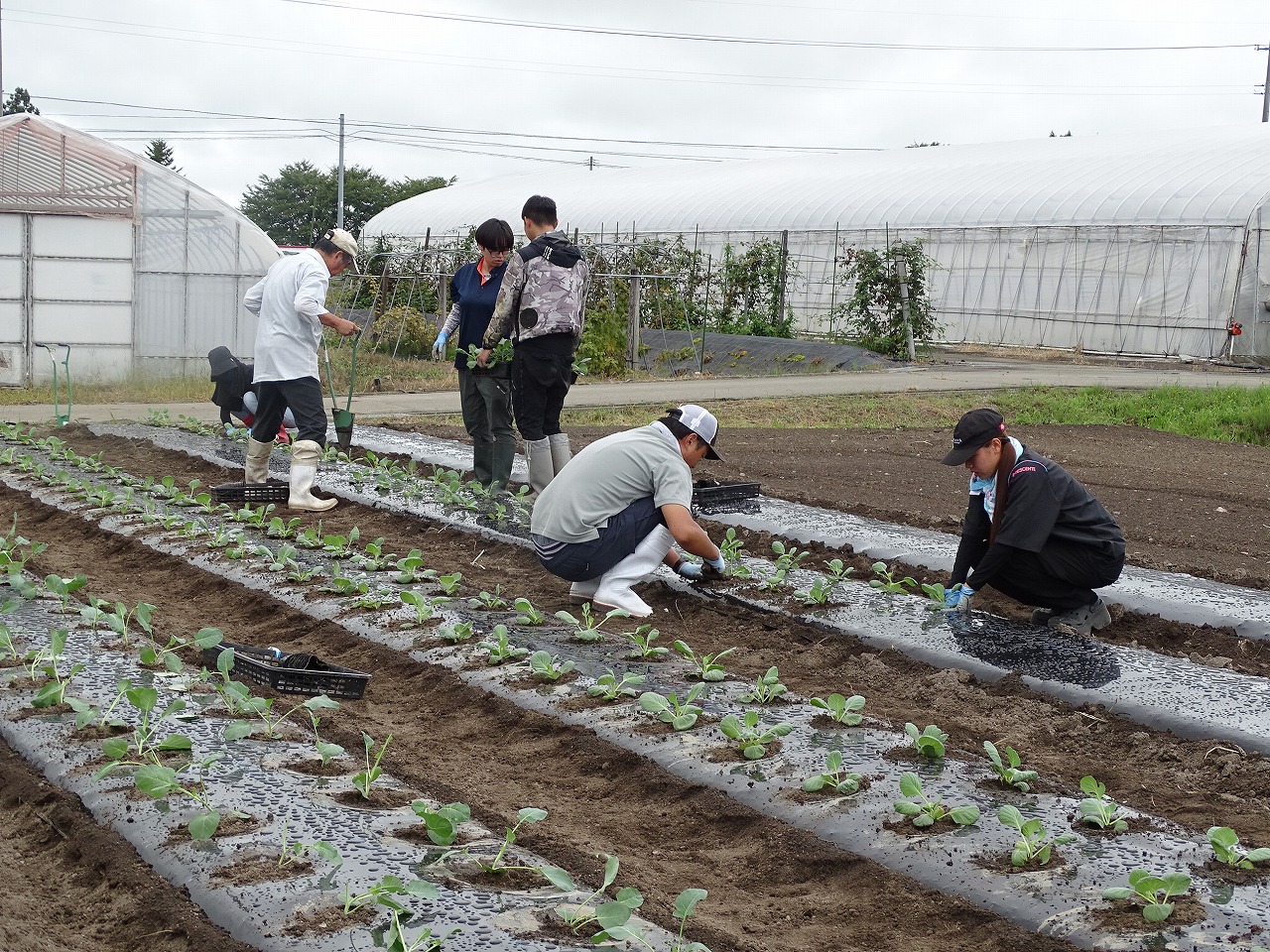秋野菜を植えている様子