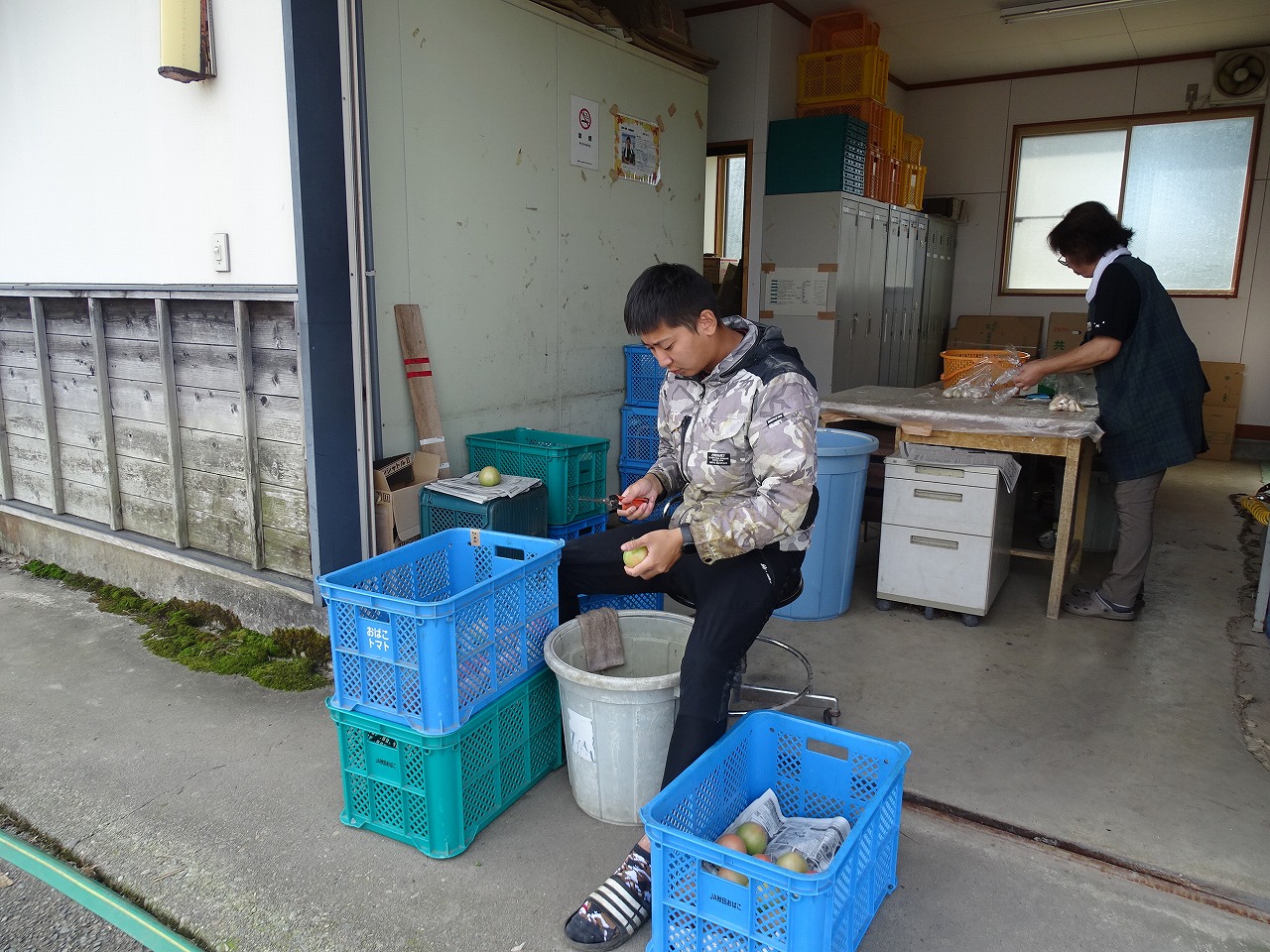 トマトの出荷準備をしている様子