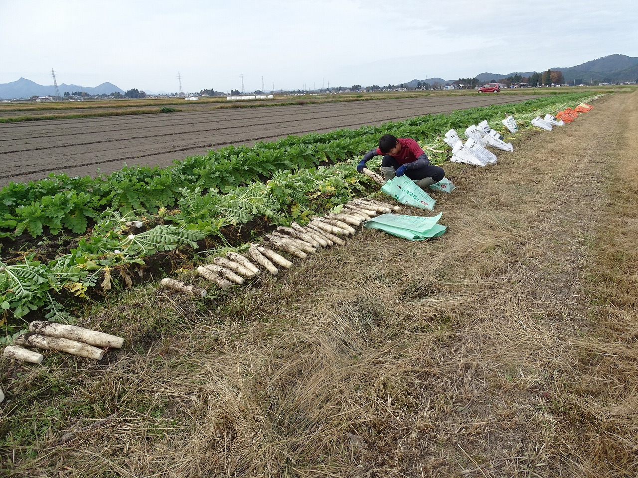 ダイコンを収穫している様子02
