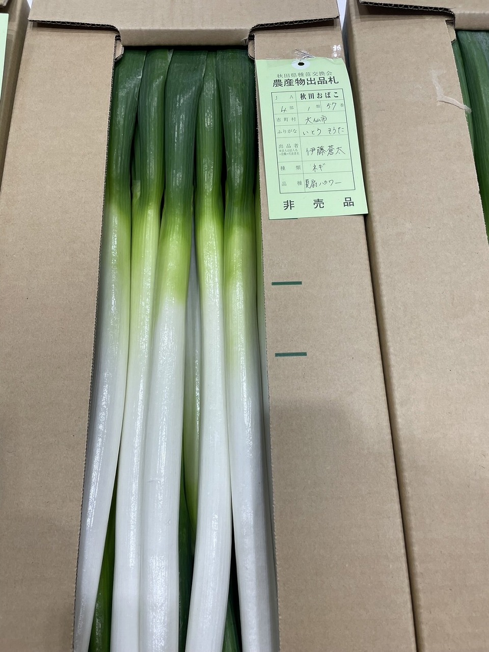 西部研修生が出品した長ネギ