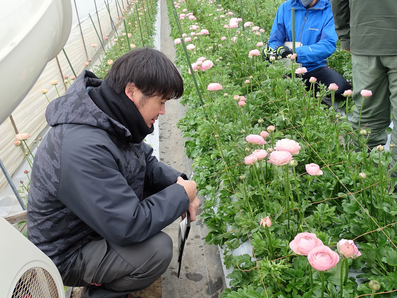 ハウス内で栽培されている花の状況を確認する研修生