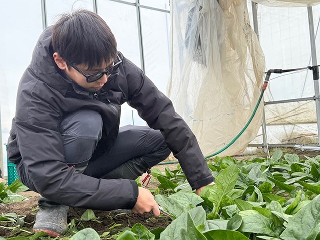 ハウス内で研修生がコマツナを収穫している様子