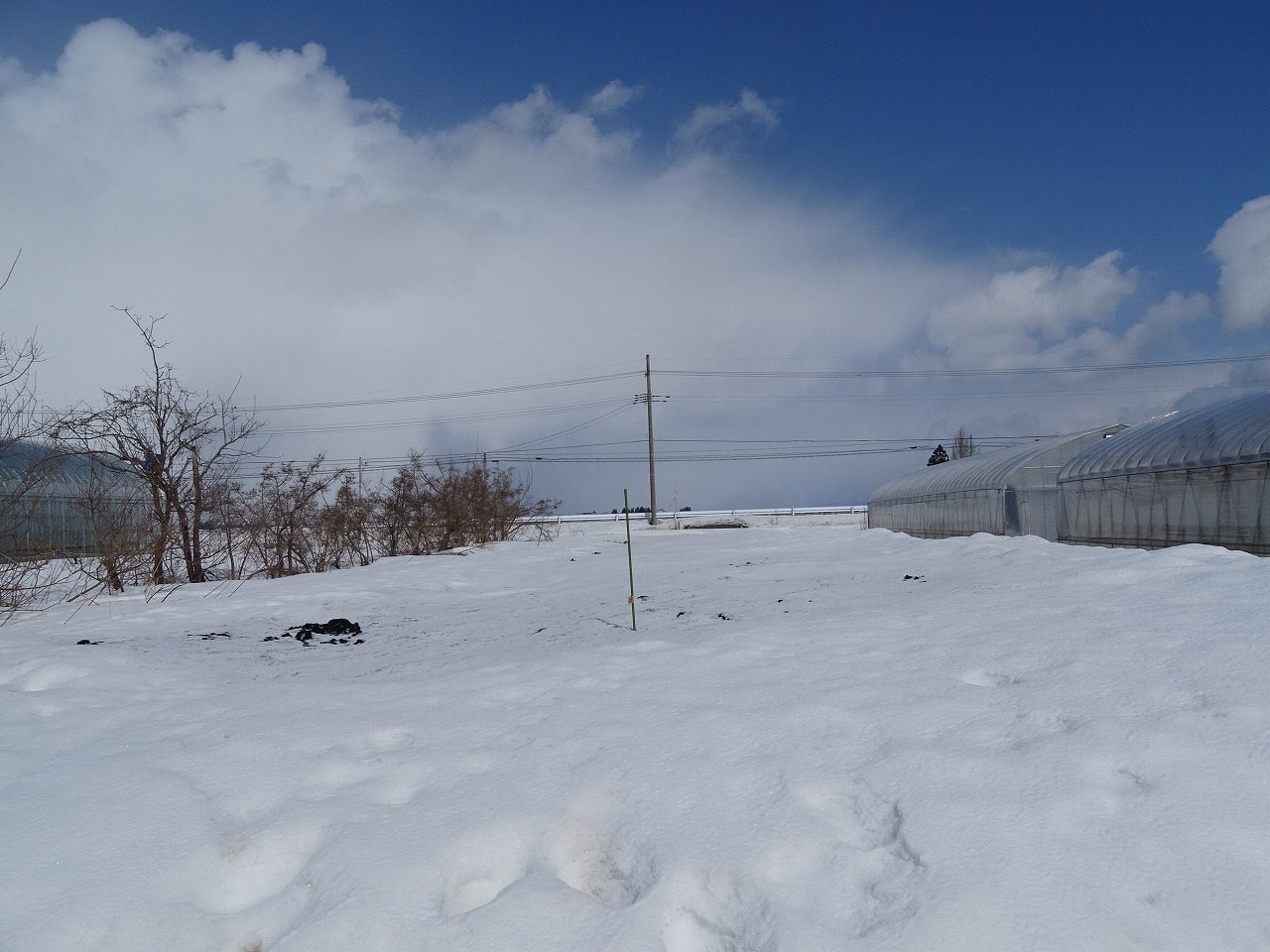 燻炭をまいた後のほ場の雪の様子