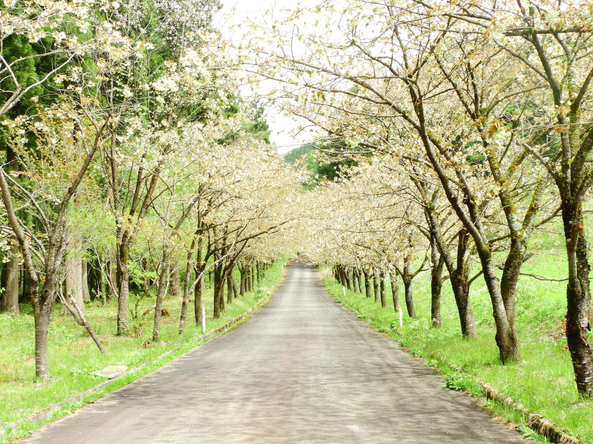 黄桜並木