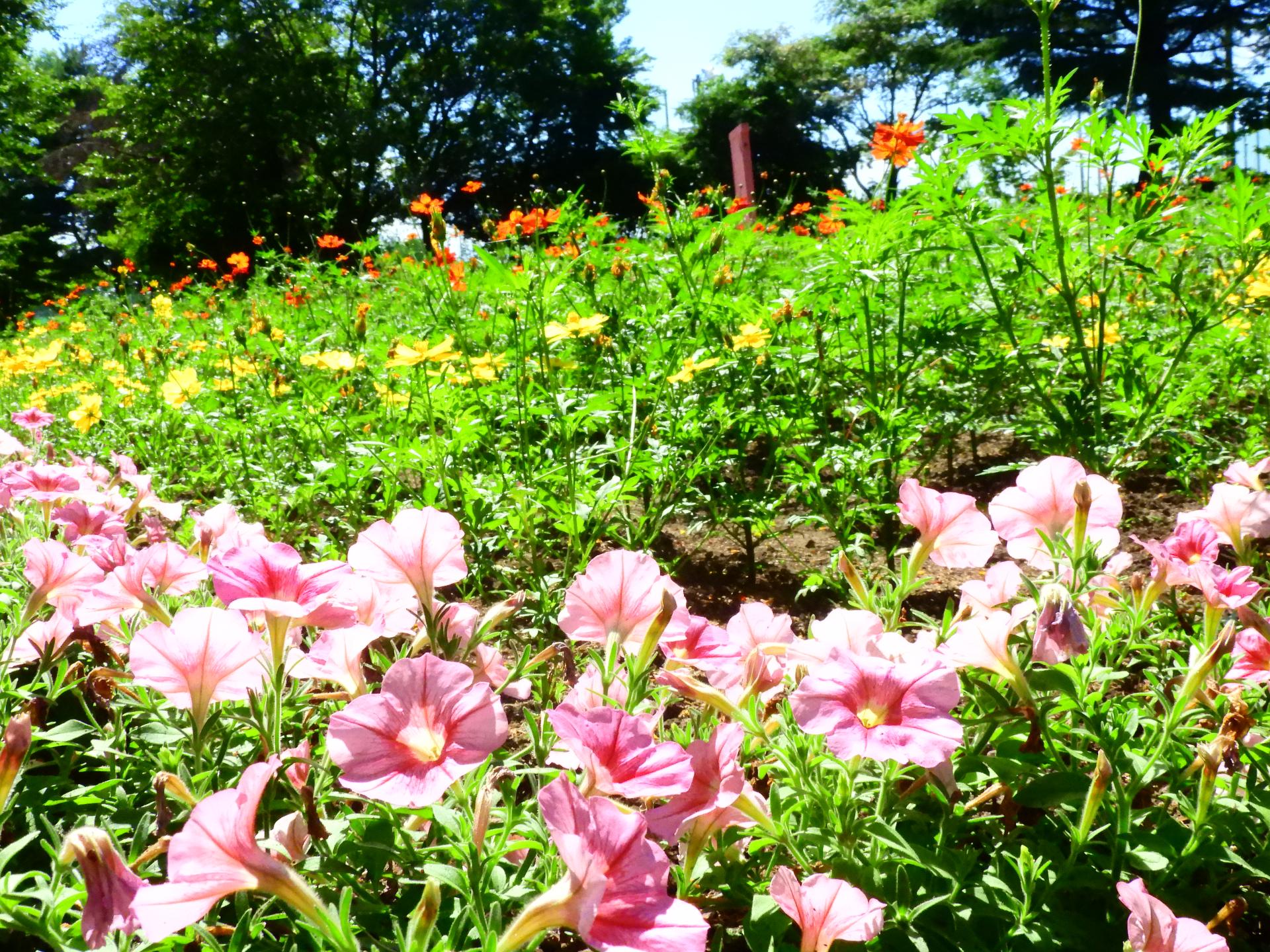 ペチュニアの花
