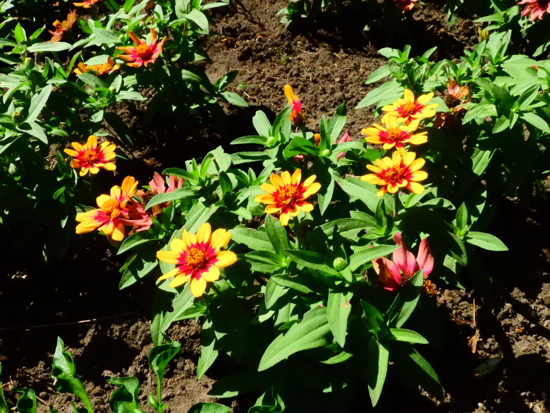 ジニアの花