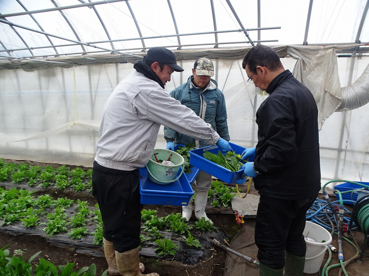 アスパラ菜を収穫して良し悪しを作業員に確認する研修生