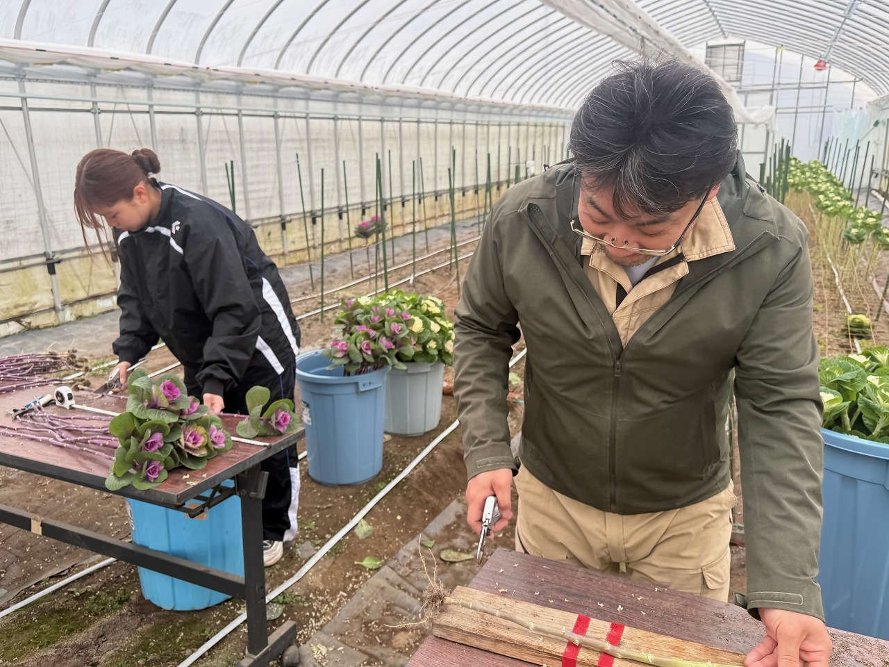 出荷用のサイズに葉ボタンの茎を切る研修生