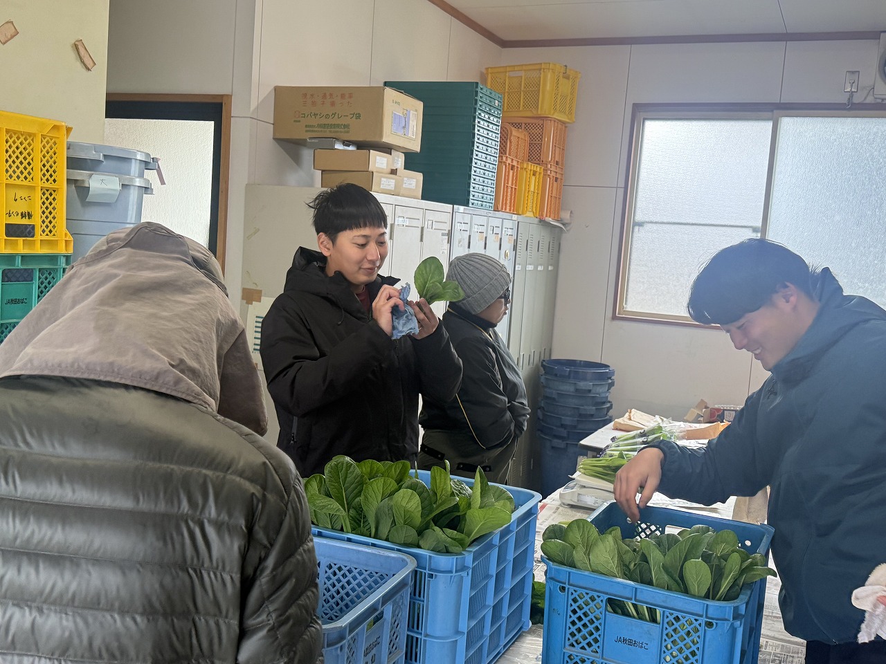 収穫したコマツナの出荷準備をする研修生