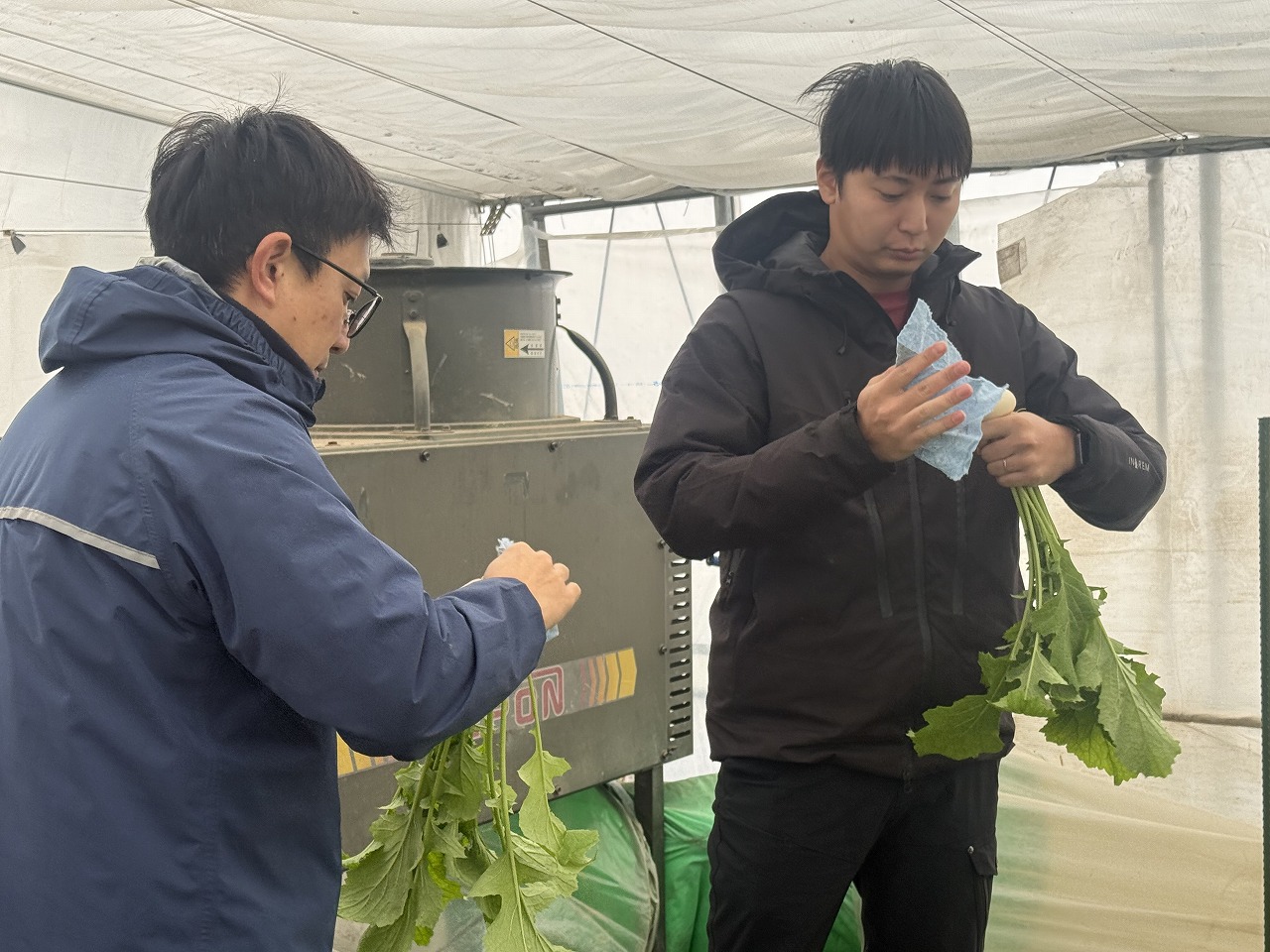 作物についた土を落とす研修生