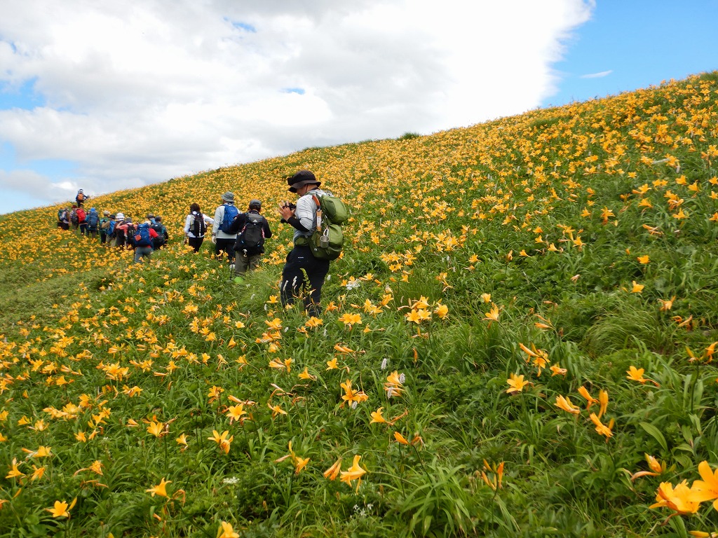 ニッコウキスゲに囲まれながら歩く登山者たち