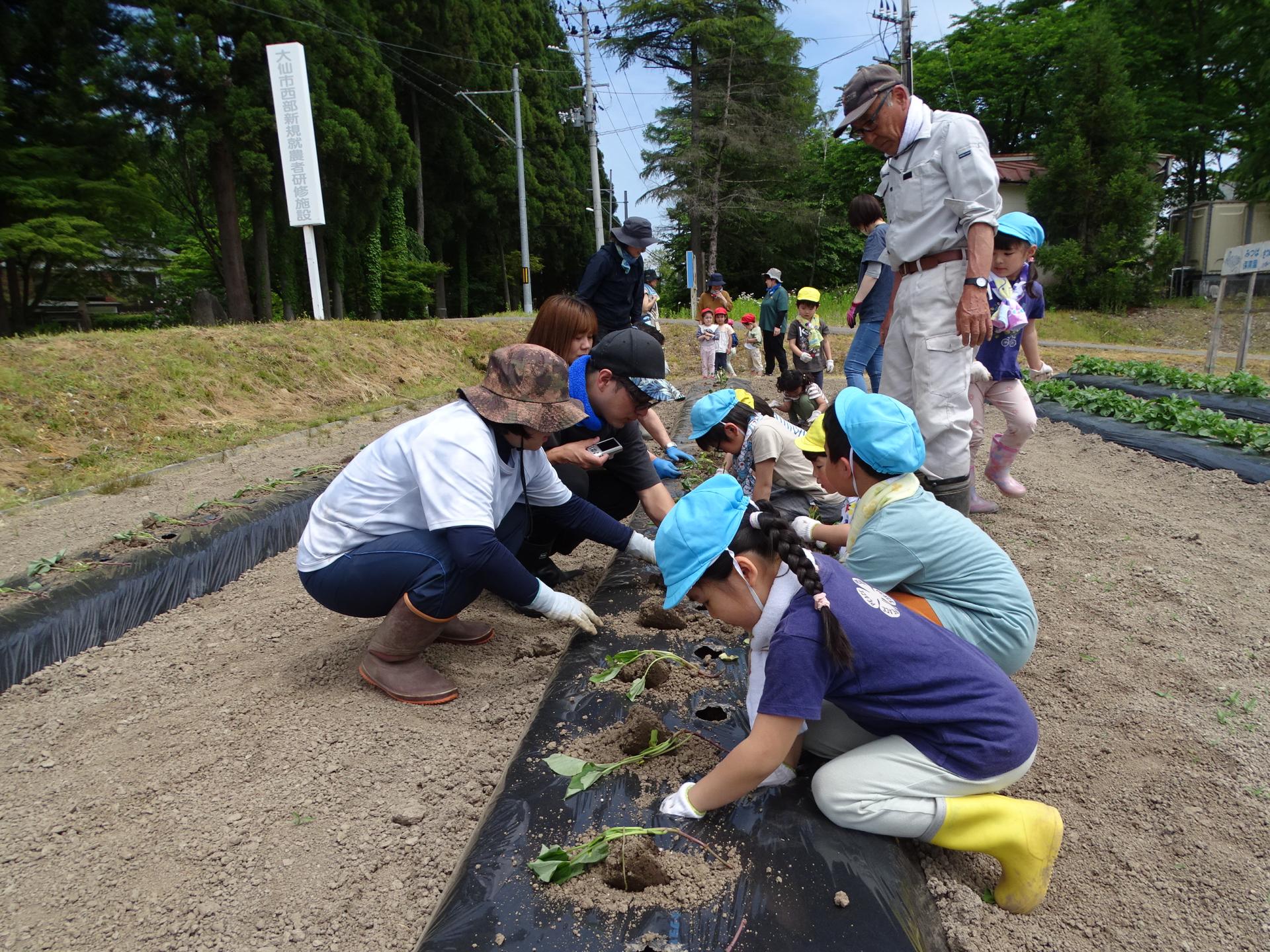 研修生に見守られながら、小さな手でサツマイモの苗を一生懸命土に植える園児