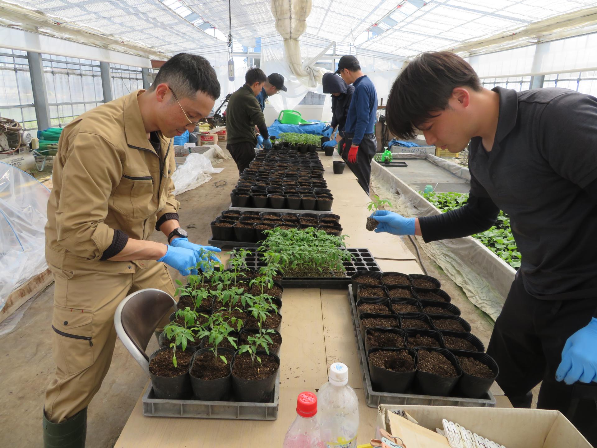 育苗センターから届いた小さなトマトの苗を、一つずつビニールポットへ移植する作業