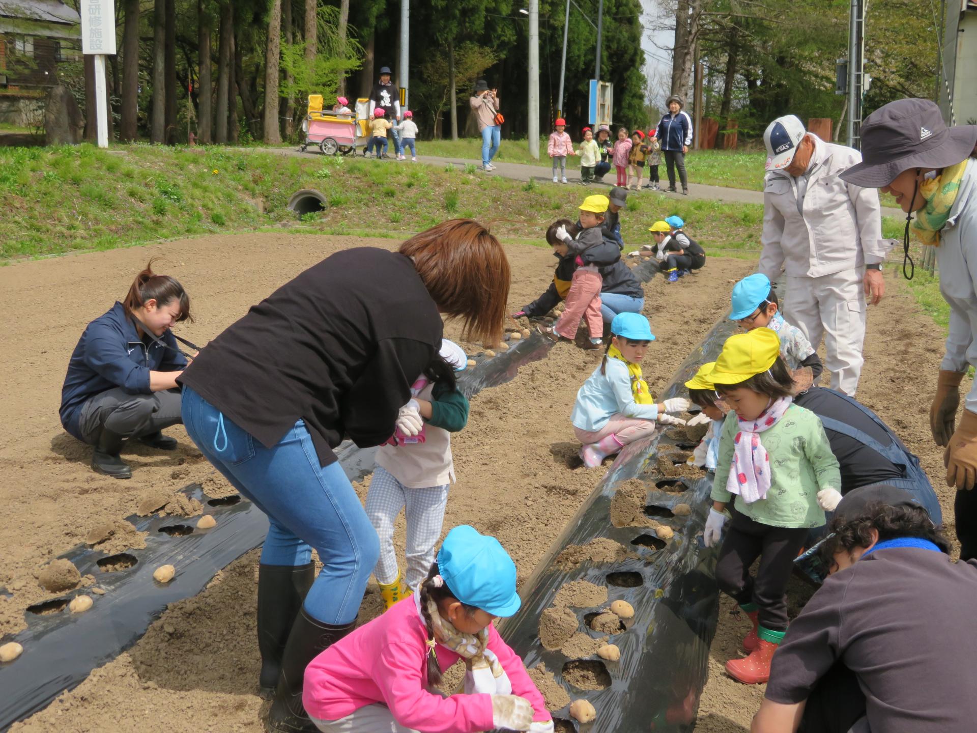 先月の振り返り）保育園児と一緒に植えた、芽の出たジャガイモの種芋