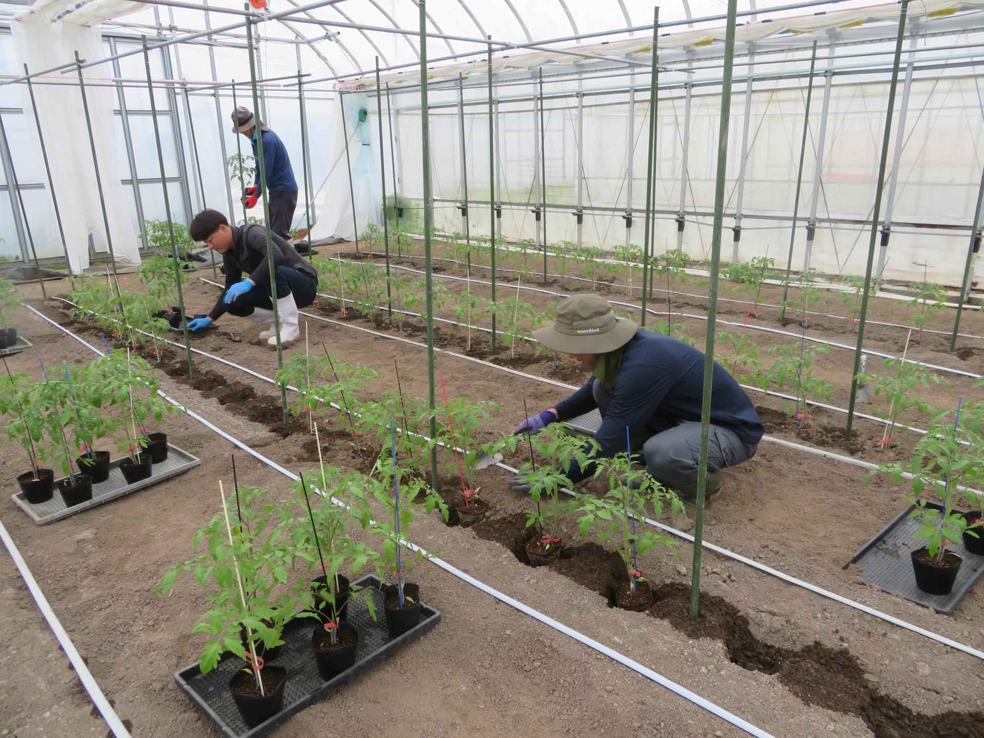約25センチまで成長したトマトの苗を、ハウス内のほ場に定植する研修生