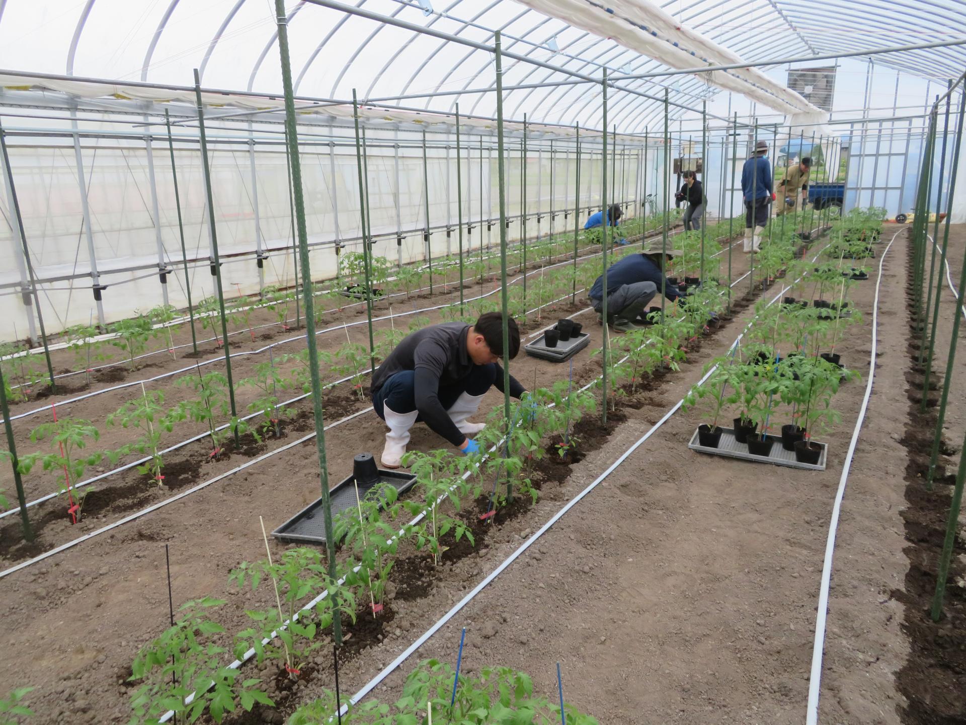 養液土耕栽培システムが導入されたハウス内で、トマトの定植作業を進める様子