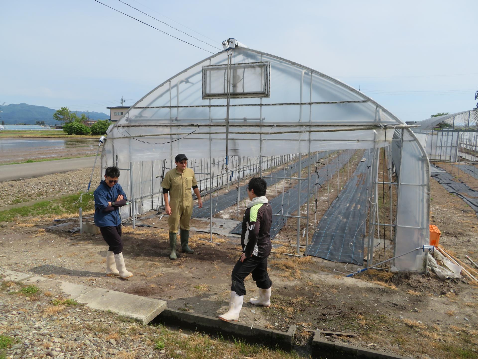 寒冷紗が張られた先輩農家のアスパラガスほ場を見学する様子
