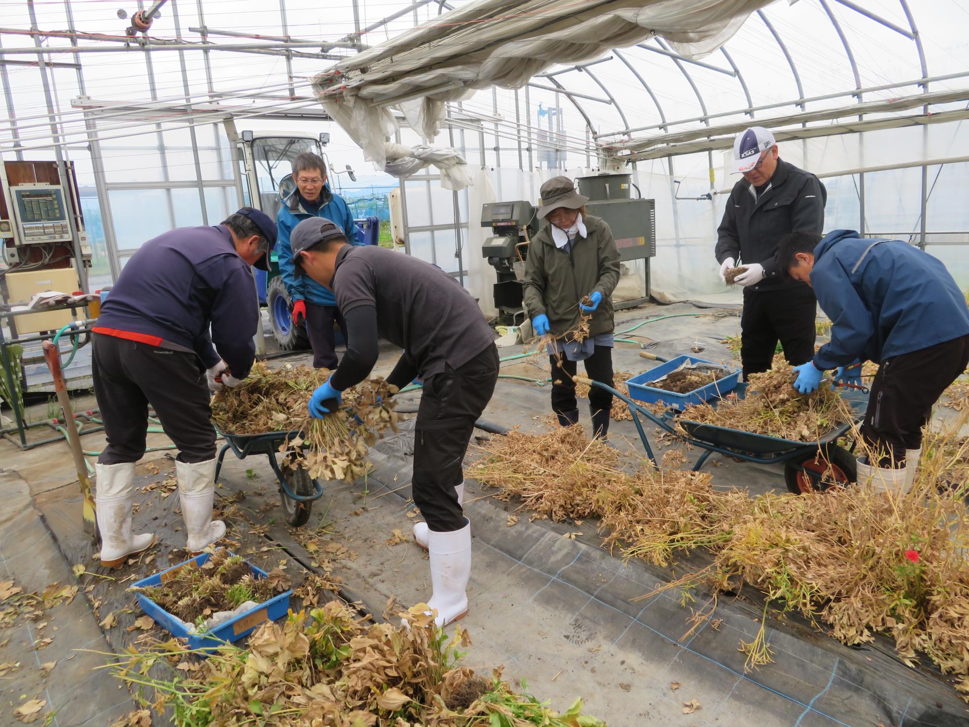 秋の再定植に向けて、茎や葉が片付けられたハウスの土から球根を丁寧に掘り出す作業