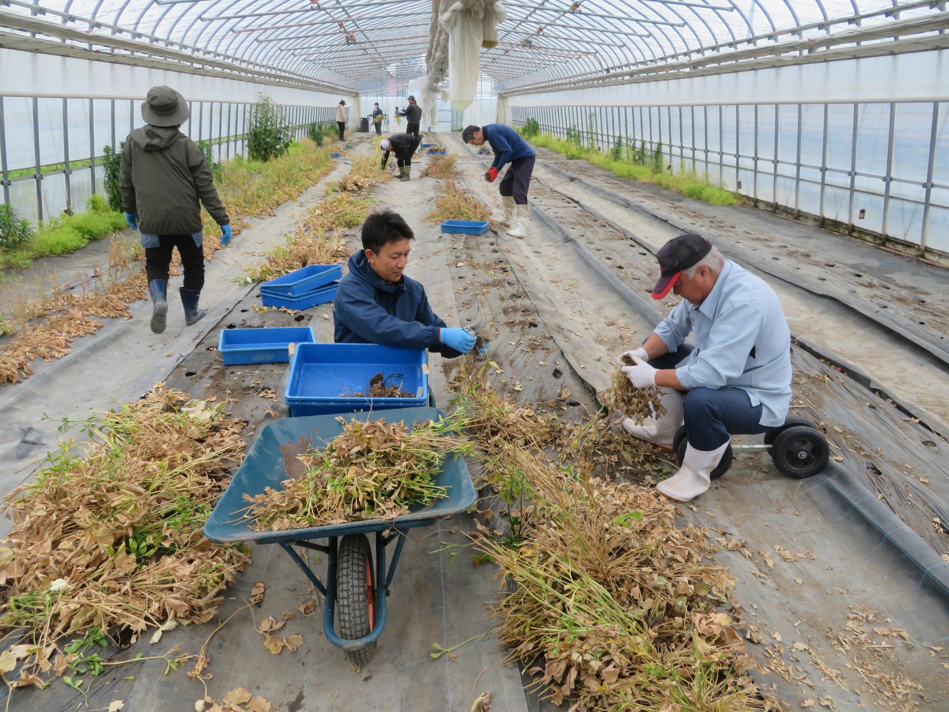 西部研修施設からの応援を受け、大人数で一斉にラナンキュラスの球根を掘り上げる作業