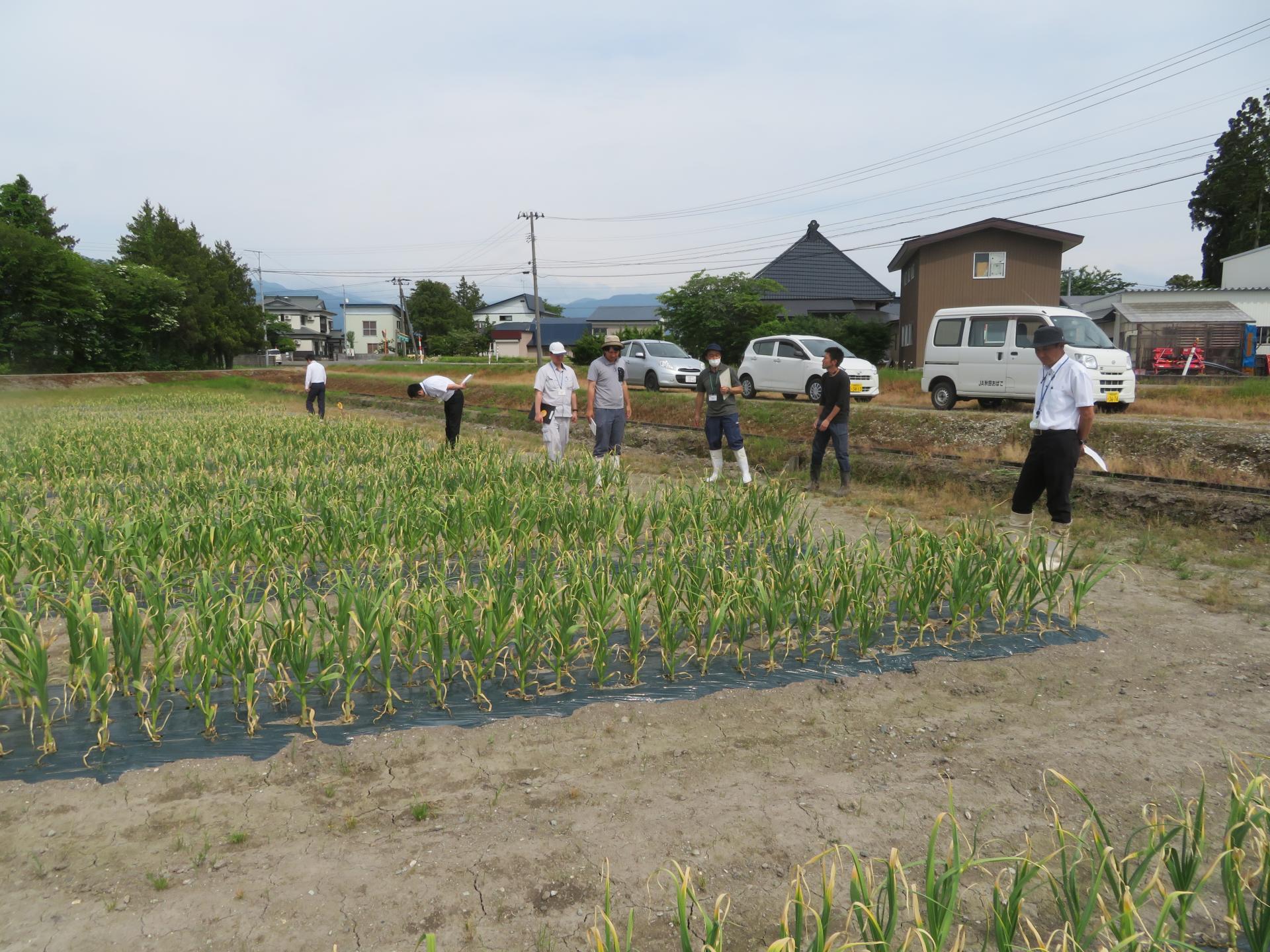 新規就農者のほ場を巡回
