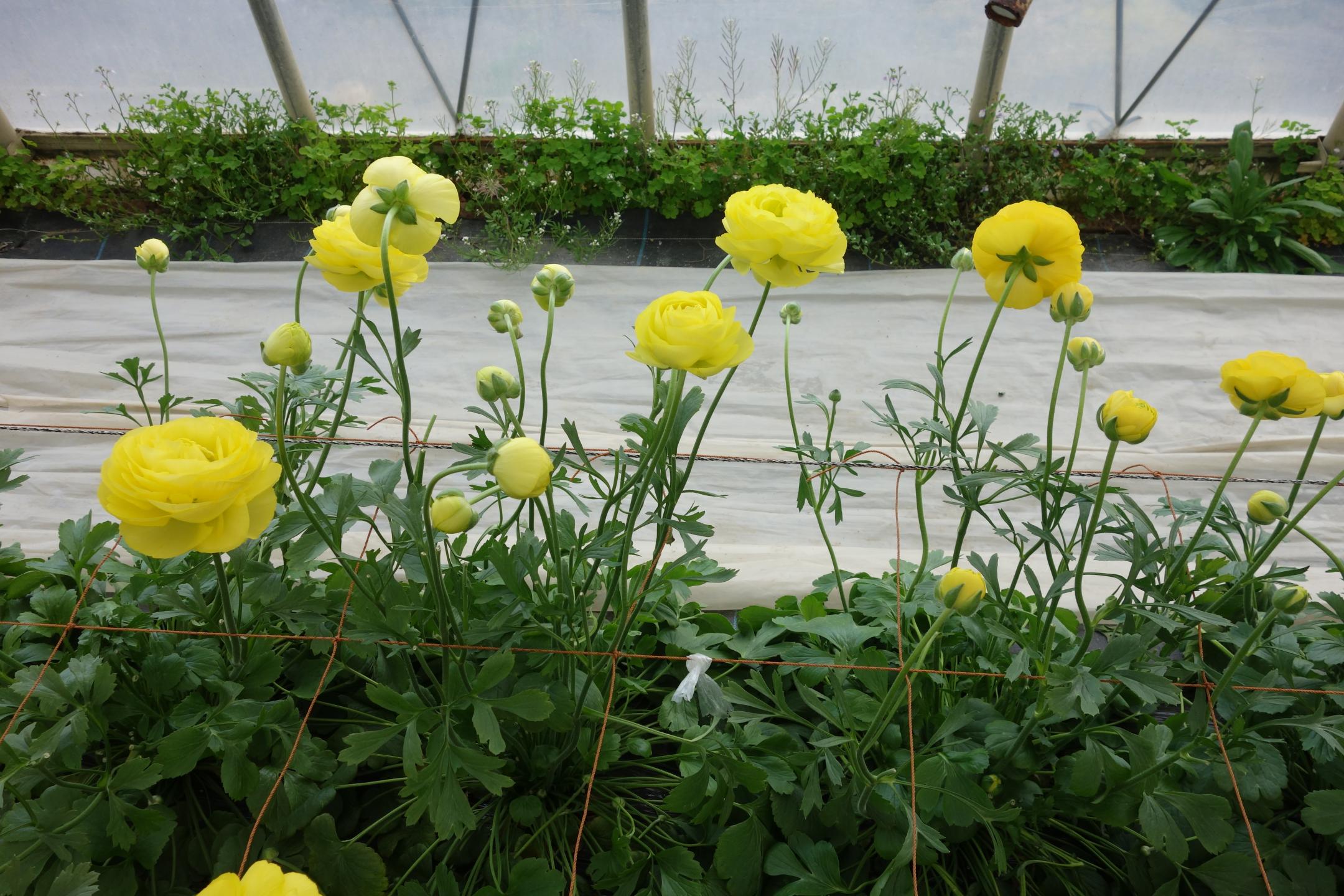 収穫期にハウス内で綺麗に咲き誇っていた、幾重にも花びらが重なった丸いラナンキュラスの花