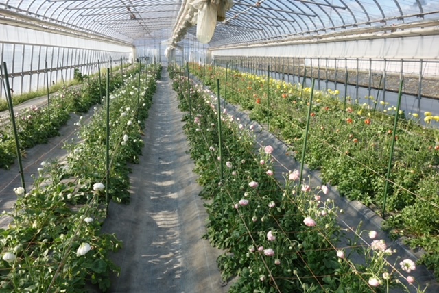 ピンクや黄色など、鮮やかに色づいたラナンキュラスの花々