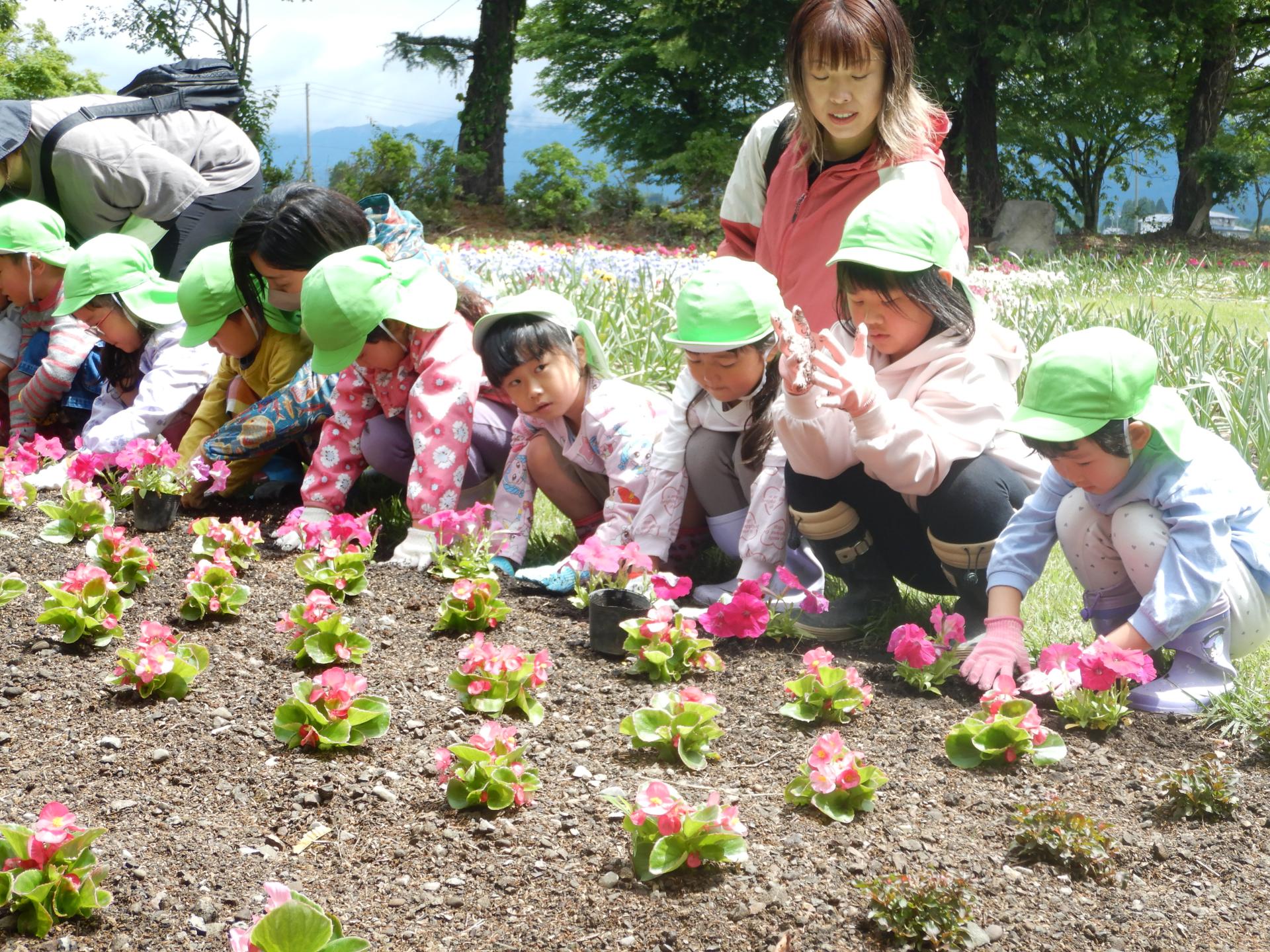 花壇に植えられら花に願いを込める園児達