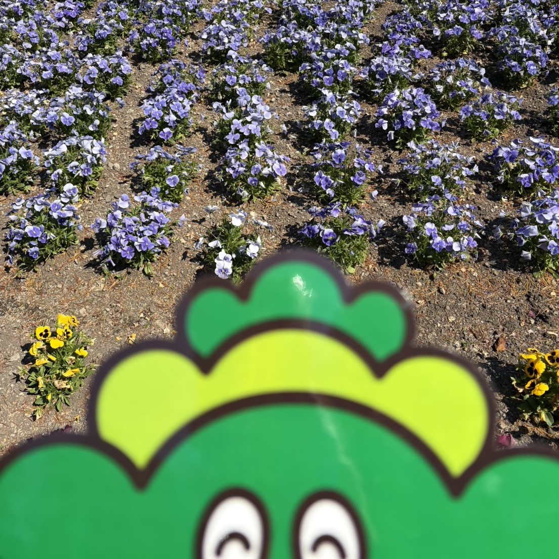 ビオラとぼったんの写真