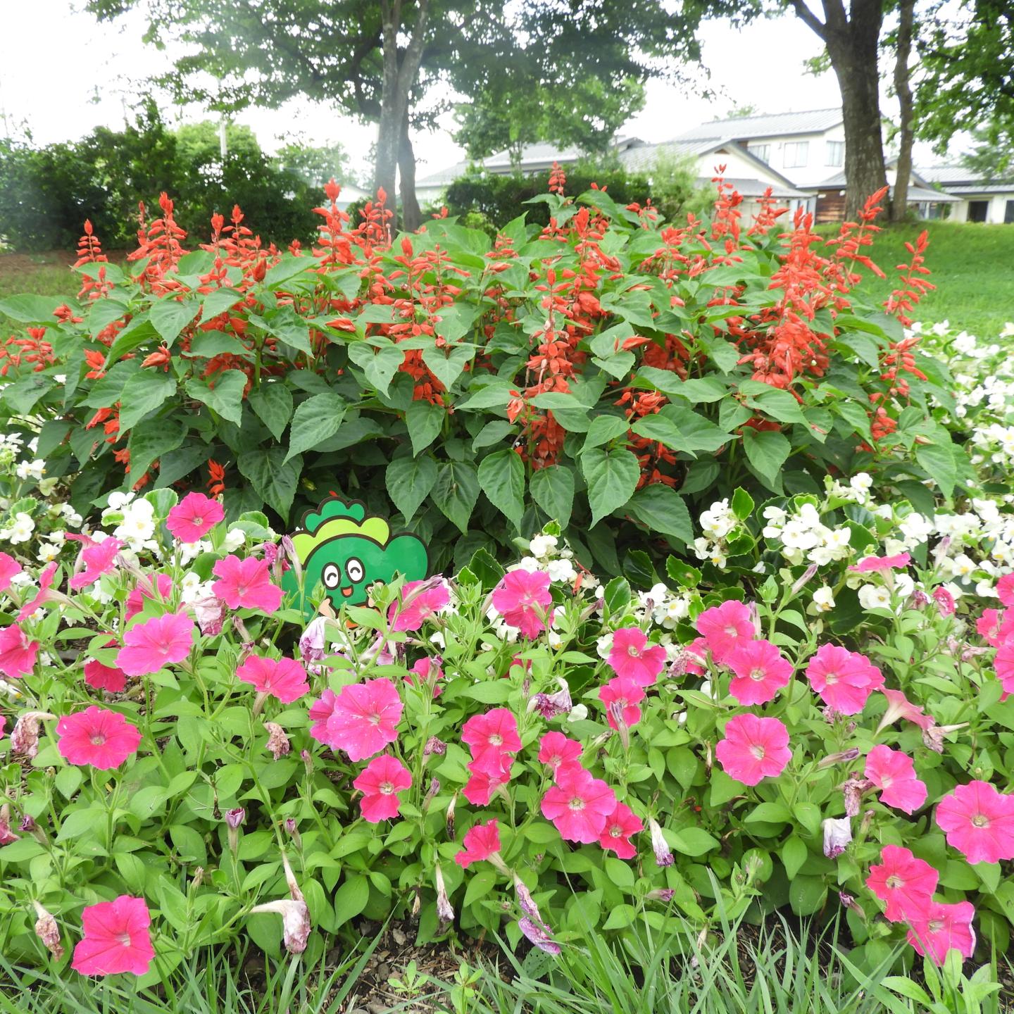 花に囲まれたぼったん、ペチュニアとサルビアに囲まれたぼったん